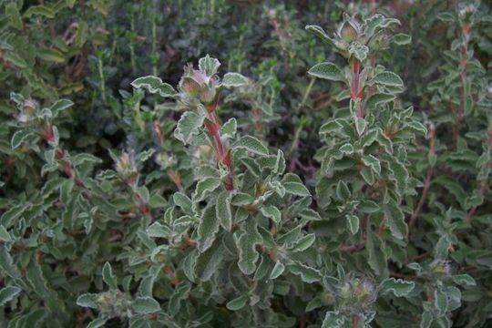 Image of Cistus creticus L.