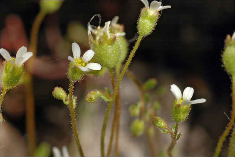 Imagem de Saxifraga tridactylites L.