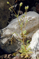 Imagem de Saxifraga tridactylites L.