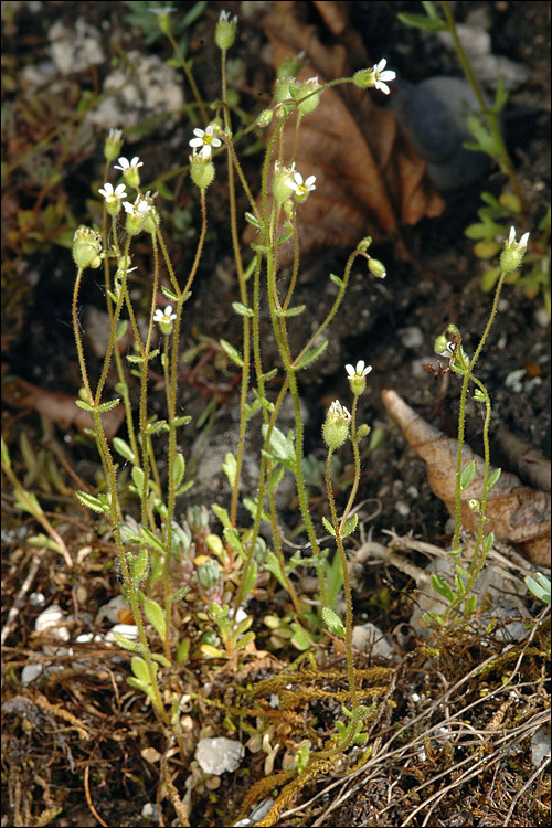 Imagem de Saxifraga tridactylites L.