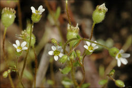 Imagem de Saxifraga tridactylites L.