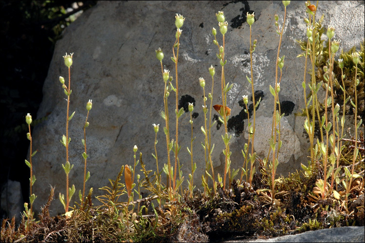 Imagem de Saxifraga tridactylites L.