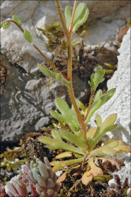 Imagem de Saxifraga tridactylites L.