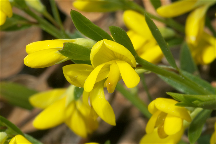 صورة Genista januensis Viv.