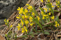 صورة Genista januensis Viv.