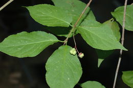 Image of western burning bush