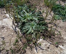 Image of Plantago serraria L.