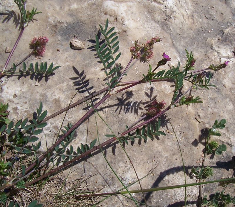 Image of cockshead sainfoin