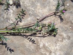 Image of cockshead sainfoin