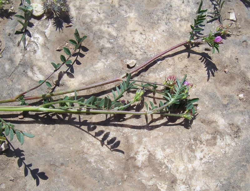 Plancia ëd Onobrychis caput-galli (L.) Lam.