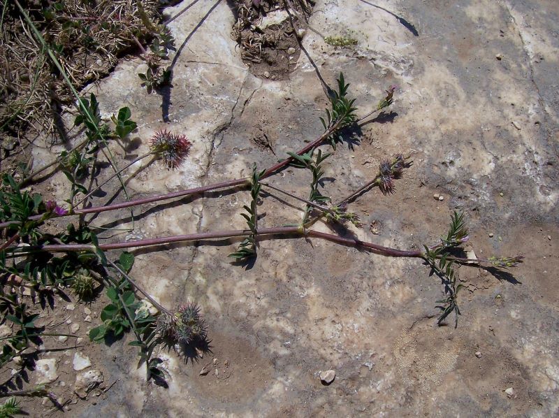 Plancia ëd Onobrychis caput-galli (L.) Lam.