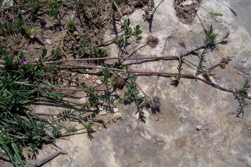 Image of cockshead sainfoin