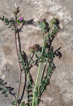 Image of cockshead sainfoin