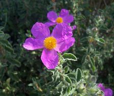 Image of Cistus creticus L.