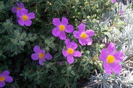 Image of Cistus creticus L.