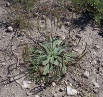 Image of Plantago serraria L.