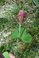 Image of crimson clover