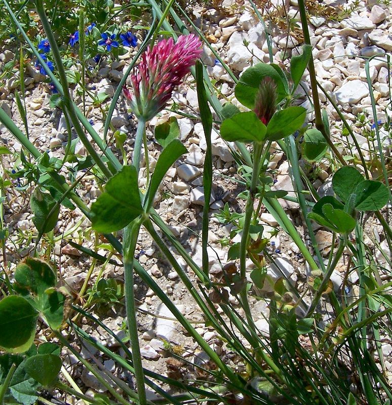 Image of crimson clover