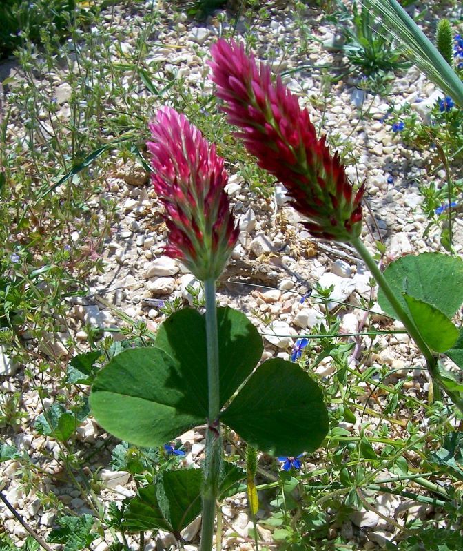 Image of crimson clover