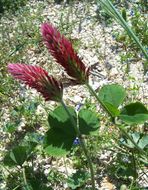 Image of crimson clover