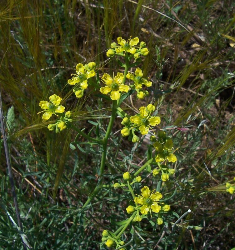 Plancia ëd Ruta graveolens L.