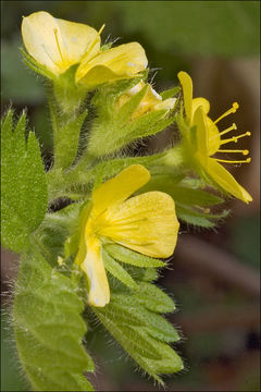 Image of Aremonia agrimonoides (L.) DC.