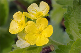 Image of Aremonia agrimonoides (L.) DC.