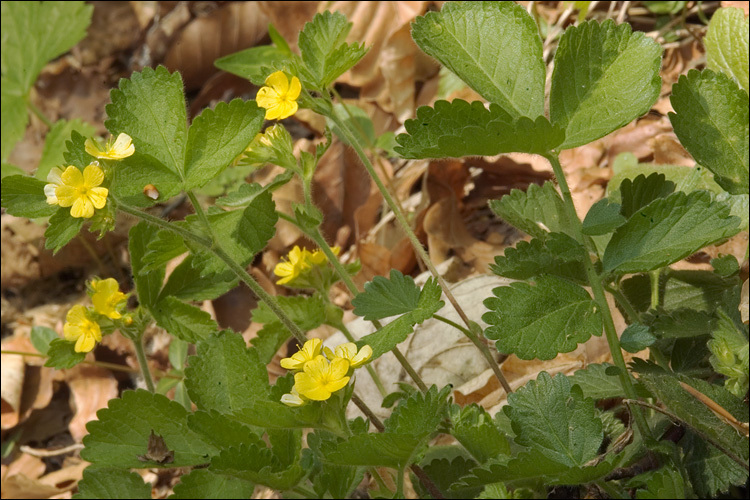 Image of Aremonia agrimonoides (L.) DC.