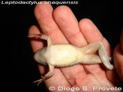 Image of Leptodactylus chaquensis Cei 1950