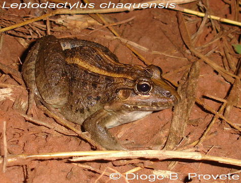 Image of Leptodactylus chaquensis Cei 1950