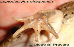 Image de Leptodactylus chaquensis Cei 1950