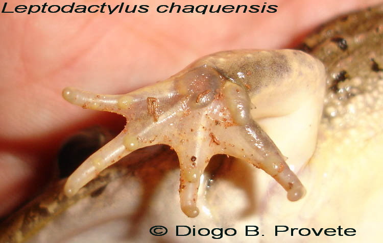 Image of Leptodactylus chaquensis Cei 1950