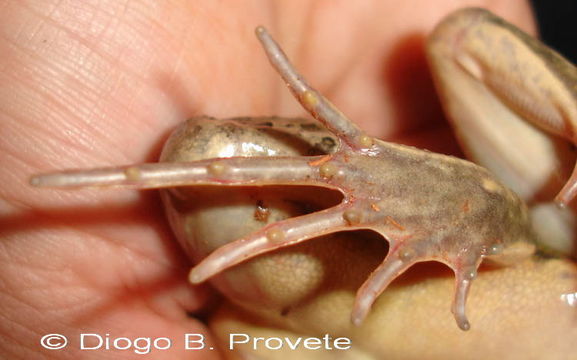 Image of Leptodactylus chaquensis Cei 1950