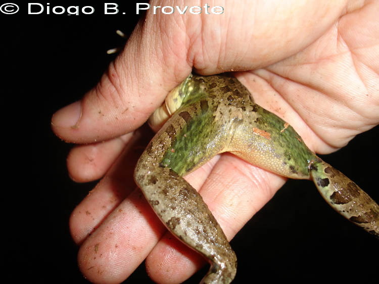 Image of Leptodactylus chaquensis Cei 1950