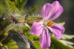 Image of Little-Robin