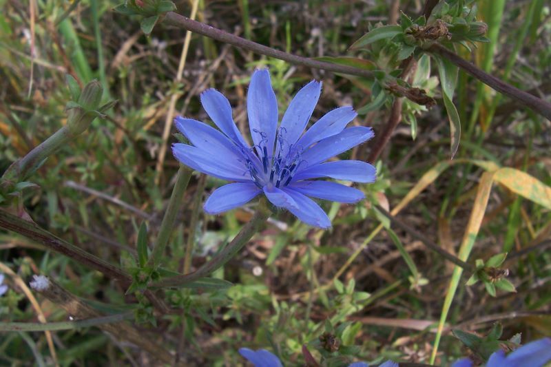 Image of chicory