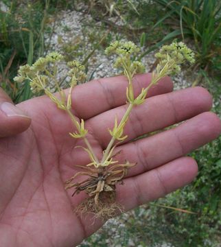 صورة Valerianella pumila (L.) DC.