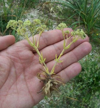 صورة Valerianella pumila (L.) DC.