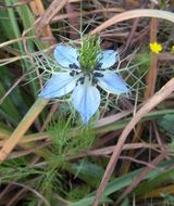 Plancia ëd Nigella damascena L.