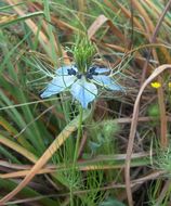 Plancia ëd Nigella damascena L.