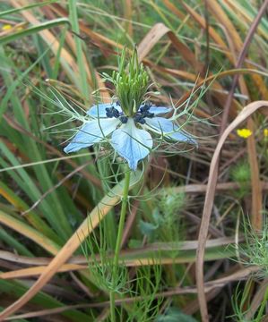 Image of devil in the bush