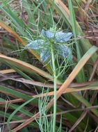 Plancia ëd Nigella damascena L.