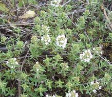 Image of Thymus spinulosus Ten.