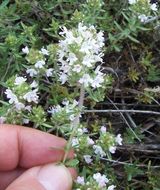 Image of Thymus spinulosus Ten.