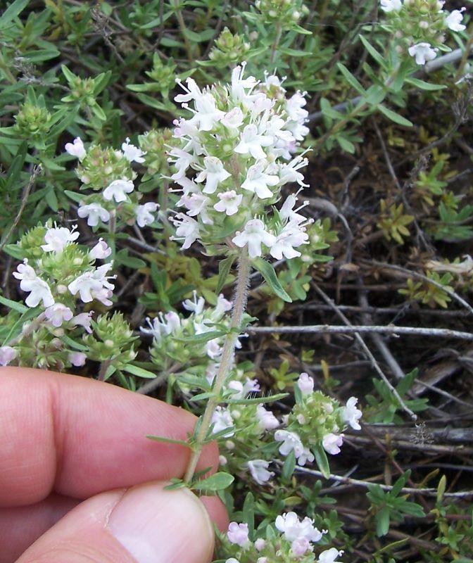 Image de Thymus spinulosus Ten.