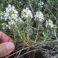 Image de Thymus spinulosus Ten.