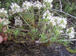 Image de Thymus spinulosus Ten.