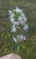 Image de Thymus spinulosus Ten.