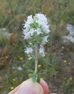 Image de Thymus spinulosus Ten.