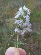 Image de Thymus spinulosus Ten.